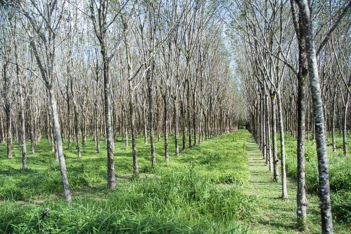 rubber plantation with latex cups
