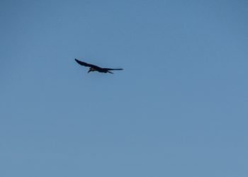 Hornbill In Flight, Bird Flying