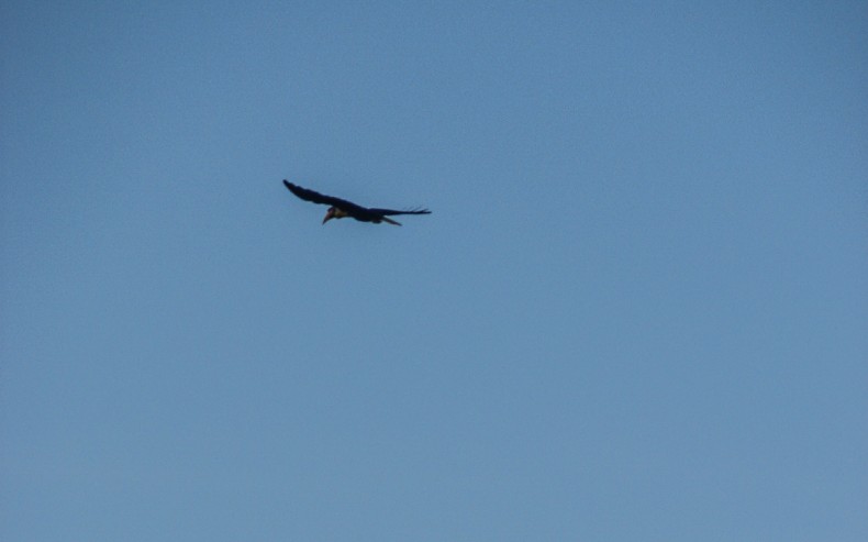 hornbill in flight, bird flying