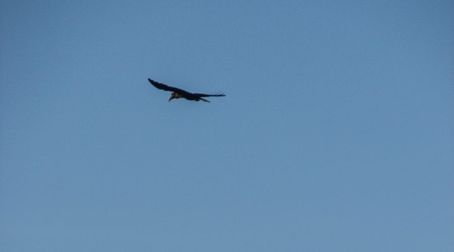 Hornbill In Flight, Bird Flying