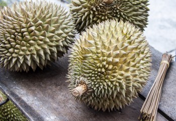 durian, Durian Tourism
