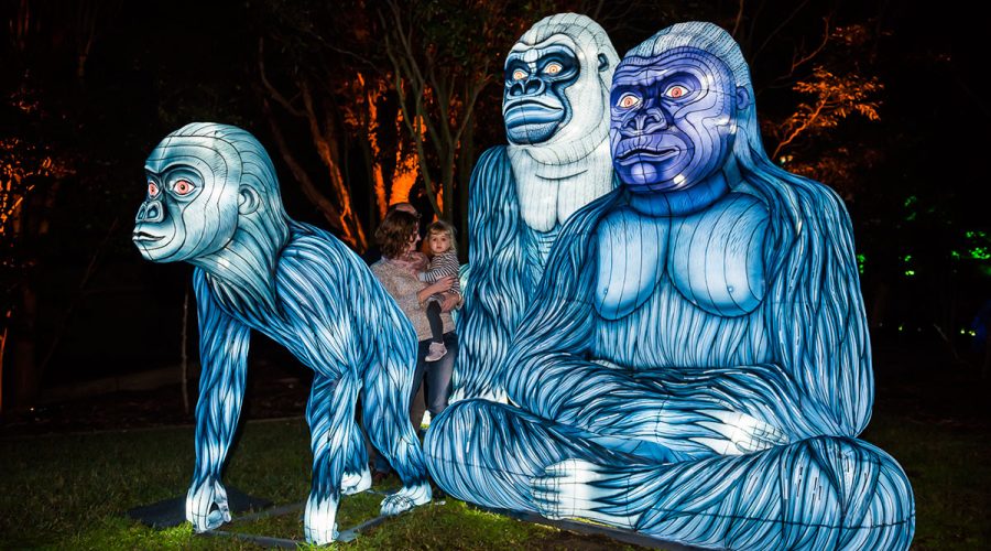 Vivid Sydney 2017 - Taronga Zoo Gorillagram By Destination NSW
