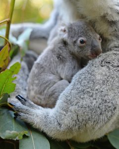 Australia Zoo - Macadamia the Koala Joey