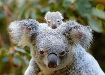 Australia Zoo - Koala (Willow) And Macadamia The Joey
