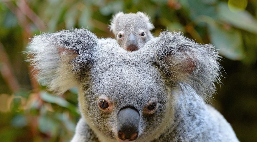 Australia Zoo - Koala (Willow) And Macadamia The Joey