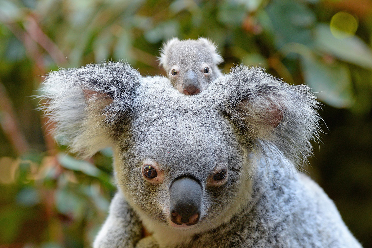 Australia Zoo - Koala (Willow) and Macadamia the Joey