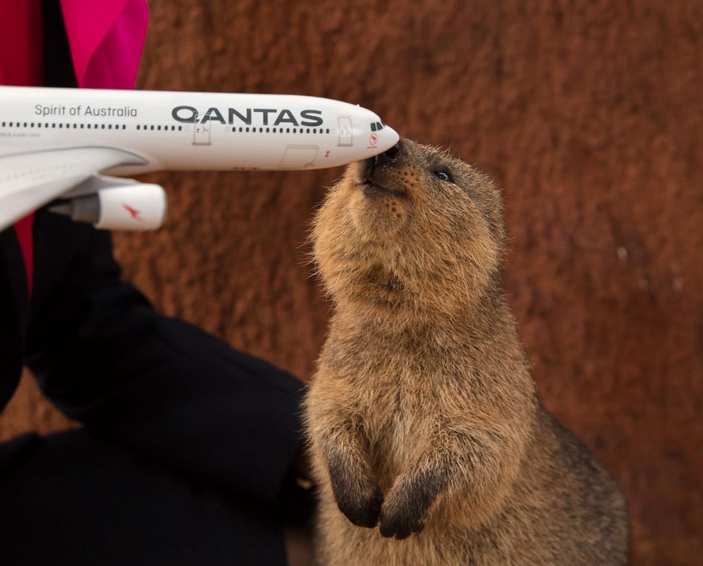 Qantas Boeing 787 Dreamliner naming - quokka and plane