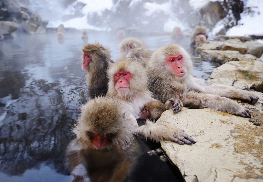 Cheapflights - Japanese Snow Monkeys