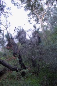 Morialta Conservation Park