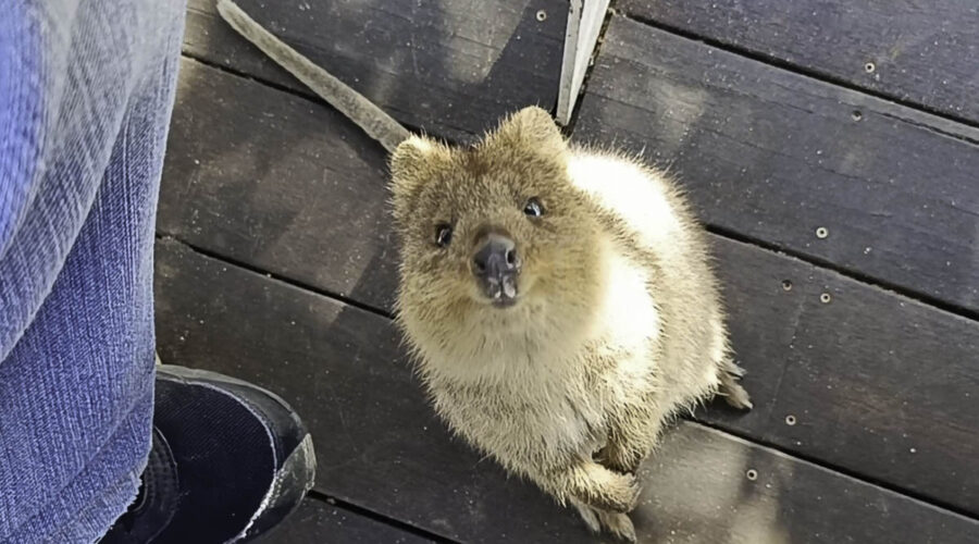 Rottnest Island
