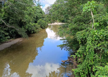 Forest Rehabilitation