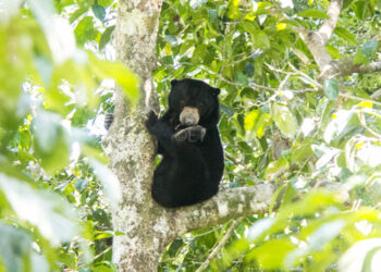 Bornean Sun Bear