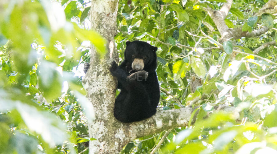 Bornean Sun Bear