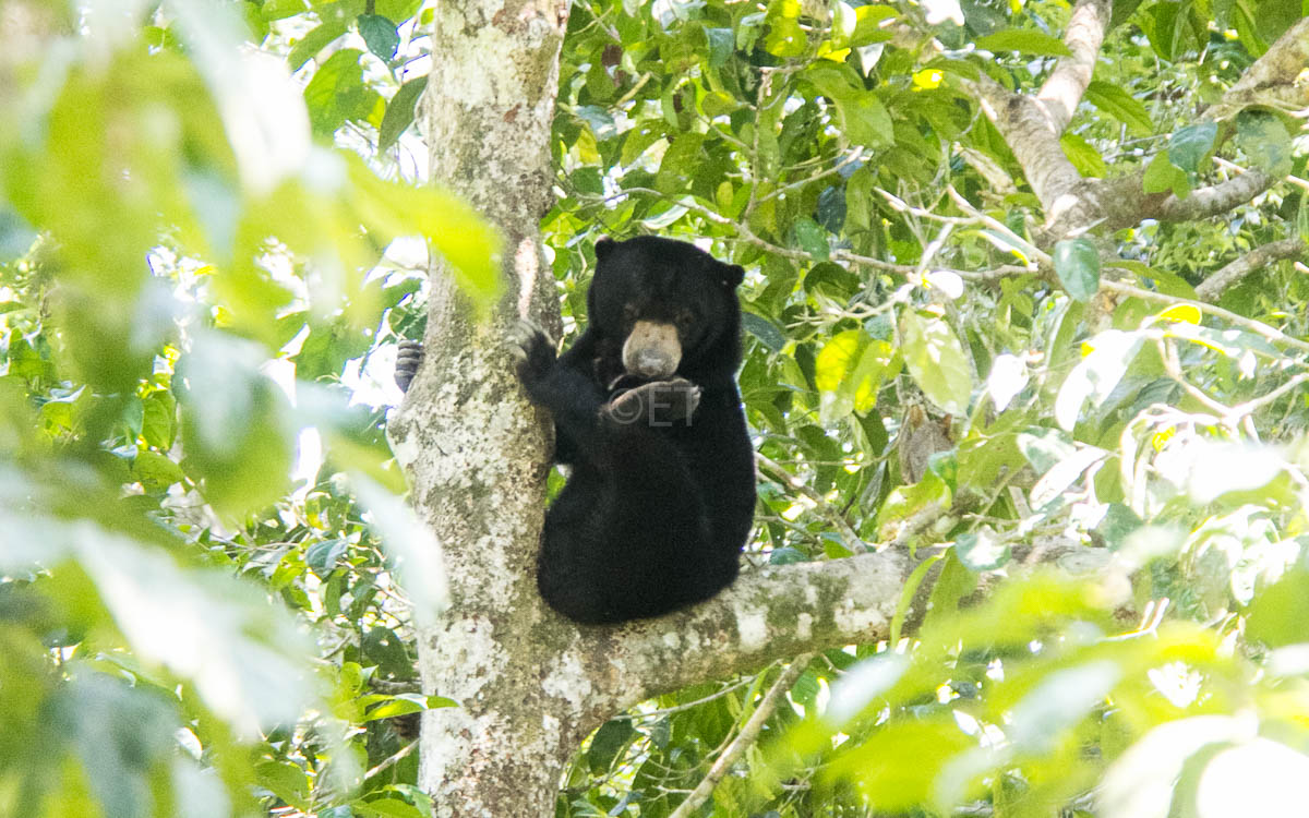 Bornean sun bear