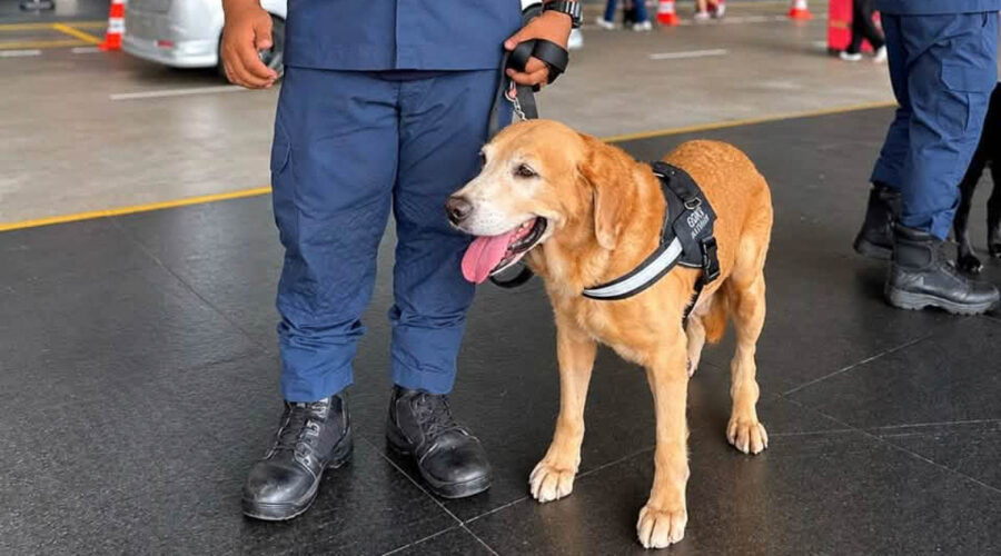 K9 Units