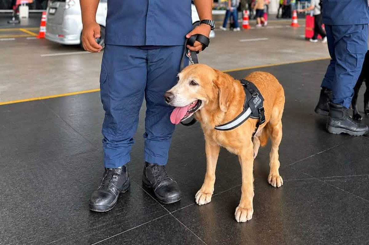 K9 units